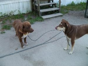 <img300*0:stuff/z/39710/hanhepi%2527s%2520dogs/044.JPG>