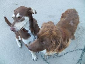 <img300*0:stuff/z/39710/hanhepi%2527s%2520dogs/045.JPG>