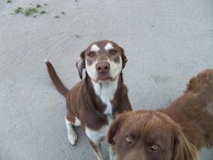 <img300*0:stuff/z/39710/hanhepi%2527s%2520dogs/046.JPG>