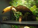 Nehirwen stock - Zoo Animals 2 
