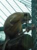 Nehirwen stock - Zoo Animals