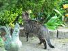 Nehirwen stock - cat