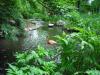 Nehirwen stock - nature