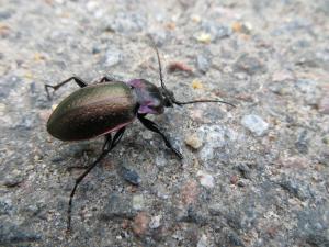 <img300*0:stuff/z/4731/Hello%2520Beetle/IMG_0067.JPG>