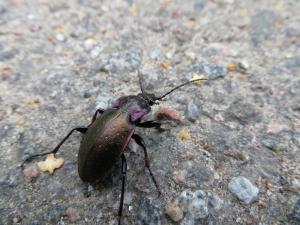 <img300*0:stuff/z/4731/Hello%2520Beetle/IMG_0068.JPG>