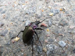 <img300*0:stuff/z/4731/Hello%2520Beetle/IMG_0074.JPG>