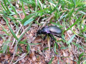 <img300*0:stuff/z/4731/Hello%2520Beetle/IMG_0084.JPG>