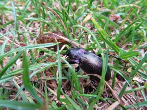 <img300*0:stuff/z/4731/Hello%2520Beetle/IMG_0091.JPG>