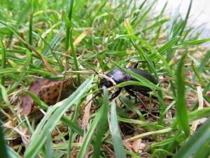 <img300*0:stuff/z/4731/Hello%2520Beetle/IMG_0092.JPG>