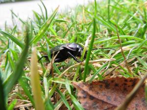 <img300*0:stuff/z/4731/Hello%2520Beetle/IMG_0094.JPG>