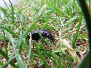 <img300*0:stuff/z/4731/Hello%2520Beetle/IMG_0100.JPG>