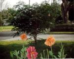 <img150*0:stuff/z/52705/I%2520love%2520trees!/i1192158340_1.jpg>