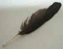 <img0*100:stuff/z/61513/Feather%2520Stock%2520by%2520Squee/FeathersSquee%20(13).jpg>