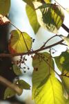 <img100*0:stuff/z/73640/Autumn%2520Vines/i1259907389_3.jpg>