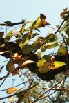 <img100*0:stuff/z/73640/Autumn%2520Vines/i1259907390_7.jpg>