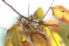 <img100*0:stuff/z/73640/Autumn%2520Vines/i1259907390_8.jpg>