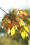 <img100*0:stuff/z/73640/Autumn%2520Vines/i1259907391_19.jpg>