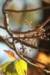 <img100*0:stuff/z/73640/Autumn%2520Vines/i1259907391_24.jpg>