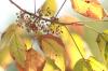 <img100*0:stuff/z/73640/Autumn%2520Vines/i1259907391_25.jpg>