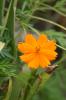 Orange Flower Reference