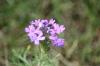 <img100*0:stuff/z/73640/Purple%2520Flower%2520Reference/i1265065250_4.jpg>