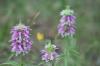 <img100*0:stuff/z/73640/Purple%2520Flower%2520Reference/i1265065250_5.jpg>