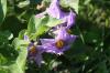 <img100*0:stuff/z/73640/Purple%2520Flower%2520Reference/i1265065250_7.jpg>