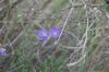 <img100*0:stuff/z/73640/Purple%2520Flower%2520Reference/i1265065251_14.jpg>