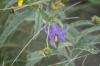 <img100*0:stuff/z/73640/Purple%2520Flower%2520Reference/i1265065251_20.jpg>