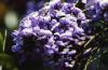 <img100*0:stuff/z/73640/Purple%2520Flower%2520Reference/i1265065251_21.jpg>