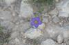 <img100*0:stuff/z/73640/Purple%2520Flower%2520Reference/i1265065251_23.jpg>