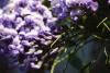 <img100*0:stuff/z/73640/Purple%2520Flower%2520Reference/i1265065251_25.jpg>