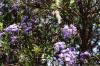 <img100*0:stuff/z/73640/Purple%2520Flower%2520Reference/i1265065252_29.jpg>