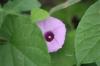 <img100*0:stuff/z/73640/Purple%2520Flower%2520Reference/i1265065252_32.jpg>