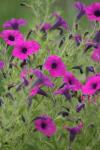 <img100*0:stuff/z/73640/Purple%2520Flower%2520Reference/i1265066205_6.jpg>