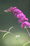 <img100*0:stuff/z/73640/Purple%2520Flower%2520Reference/i1265066209_14.jpg>