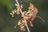 <img100*0:stuff/z/73640/Summer%2520End%2520-%2520Fall%2520Beginning%2520Plants/i1256875069_24.jpg>