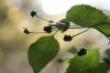 <img100*0:stuff/z/73640/Summer%2520End%2520-%2520Fall%2520Beginning%2520Plants/i1256876927_33.jpg>