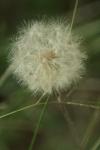 <img100*0:stuff/z/73640/Summer%2520End%2520-%2520Fall%2520Beginning%2520Plants/i1258609631_14.jpg>