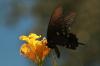 <img100*0:stuff/z/73640/Summer%2520End%2520-%2520Fall%2520Beginning%2520Plants/i1258610190_18.jpg>