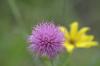 <img100*0:stuff/z/73640/Texas%2520Thistle/i1264982286_1.jpg>