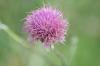 <img100*0:stuff/z/73640/Texas%2520Thistle/i1264982286_4.jpg>