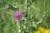 <img100*0:stuff/z/73640/Texas%2520Thistle/i1264982286_5.jpg>