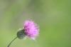 <img100*0:stuff/z/73640/Texas%2520Thistle/i1264982286_8.jpg>