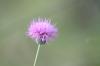 <img100*0:stuff/z/73640/Texas%2520Thistle/i1264982286_9.jpg>