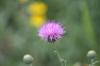 <img100*0:stuff/z/73640/Texas%2520Thistle/i1264982772_1.jpg>