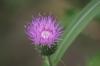 <img100*0:stuff/z/73640/Texas%2520Thistle/i1264982772_3.jpg>