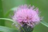 <img100*0:stuff/z/73640/Texas%2520Thistle/i1264982772_4.jpg>