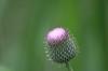 <img100*0:stuff/z/73640/Texas%2520Thistle/i1264982773_10.jpg>