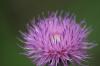 <img100*0:stuff/z/73640/Texas%2520Thistle/i1264982773_11.jpg>